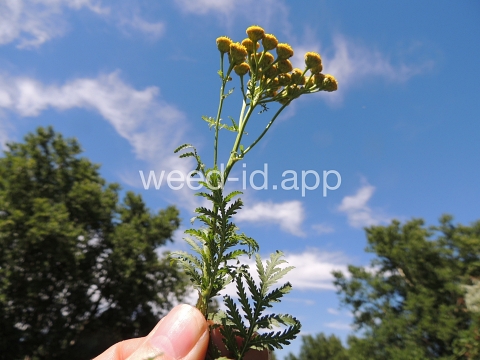tansy, common